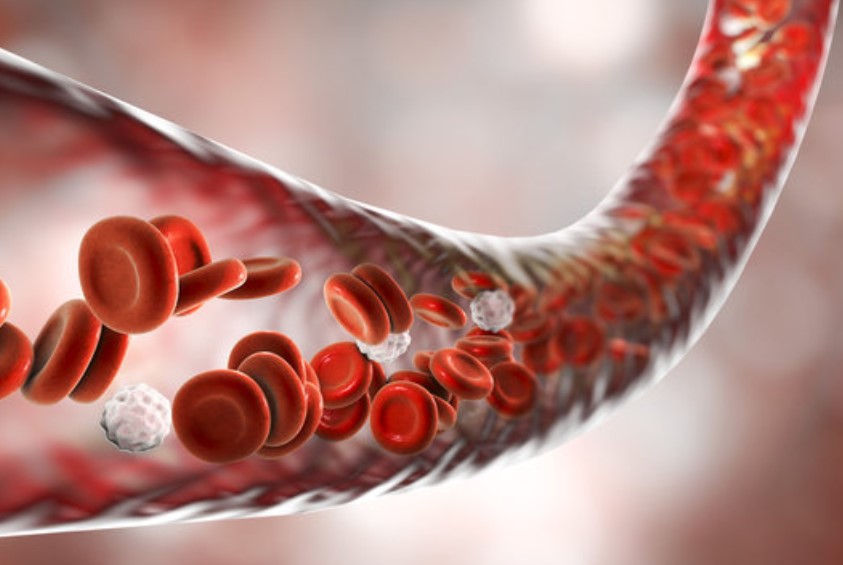 The Importance of Blood Flow